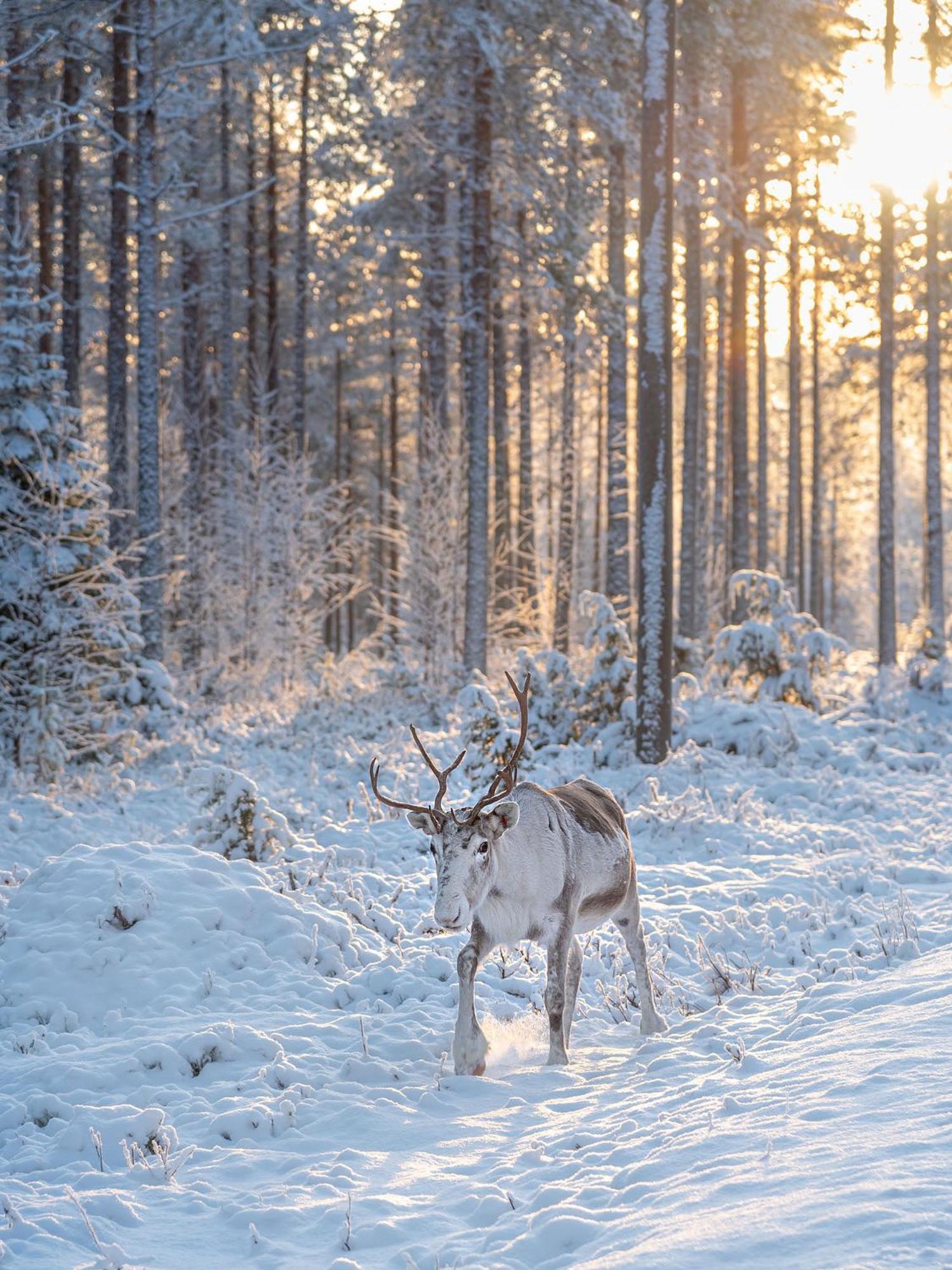 Napapiirin Jaervilomat Hotel Luukonniemi ภายนอก รูปภาพ